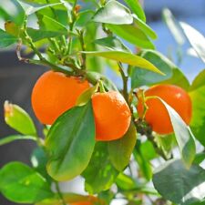 citrus tree plant for sale  IPSWICH