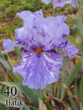 Rizoma iris germanica usato  Borgomanero