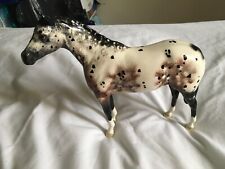 Beswick appaloosa stallion for sale  MELTON MOWBRAY