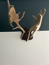 Wall mounted antlers for sale  SALE