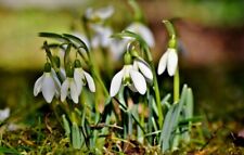 Traditional english snowdrops for sale  CRAWLEY