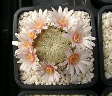 Fresh seeds mammillaria for sale  Shipping to Ireland