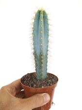 PILOSOCEREUS AZUREUS 18cm high very blue!!! RQ9  for sale  Shipping to South Africa