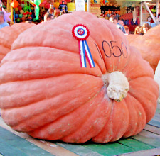 Pumpkin big max for sale  Greenville