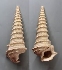 Fossils, Potamides tricarinatus crispiacensis 51mm. Eocene, Paris basin France, used for sale  Shipping to South Africa