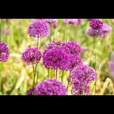 Allium aflatunense purple gebraucht kaufen  Deutschland