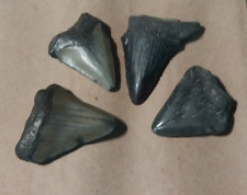Megalodon era fossil for sale  Shipping to Ireland