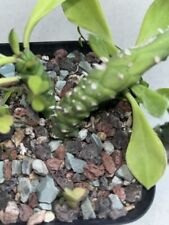 Monadenium stapelioides cactus for sale  Eustis