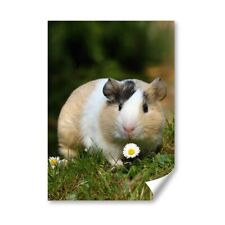Blonde white guinea for sale  Shipping to Ireland
