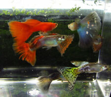 Assorted color male for sale  Raymond