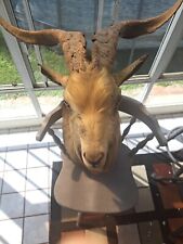 mounted goat head for sale  San Diego