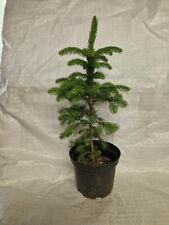 Norway spruce picea for sale  PRESTON