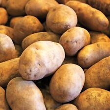 Patatas de semilla Russet | Plantación certificada por el USDA 1 libra semilla de papa Burbank 2024 segunda mano  Embacar hacia Mexico