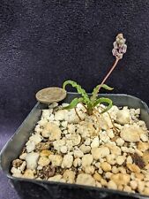 Ledebouria crispa for sale  San Diego