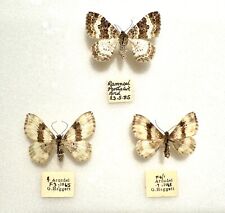 Three specimens common for sale  BATH