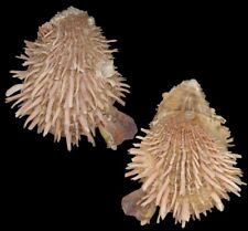 spondylus for sale  Shipping to South Africa