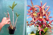 Dendrobium cobber yibidi usato  Spedire a Italy