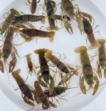Live freshwater crayfish for sale  Pamplin