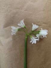 Cornered leek plants for sale  LLANELLI