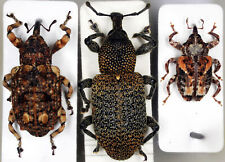 Curculionidae Mix C/N/C-Thailand Beetle Coleoptera Rare, used for sale  Shipping to South Africa
