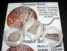 Jurassic dinosaur bone for sale  WAKEFIELD