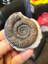 Mint dactylioceras ammonite for sale  REDCAR