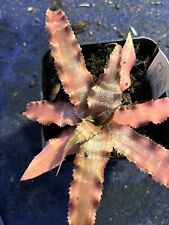 cryptanthus for sale  Bogue Chitto