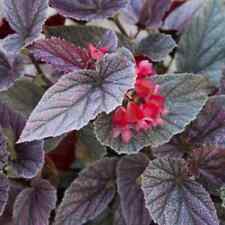 Live begonia miss for sale  Old Town