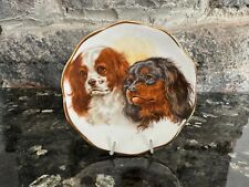 Small cavalier king for sale  BRISTOL