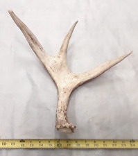 Real moose antler for sale  USA
