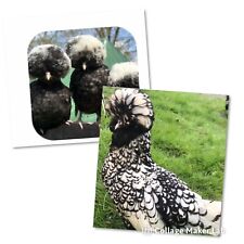 Silver laced cuckoo for sale  HUNTINGDON