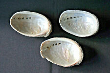 Coquilles ormeaux abalones d'occasion  Guilvinec