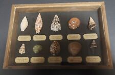 Fossils educational frame d'occasion  Expédié en Belgium