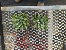 arizona agave for sale  Benson