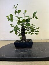 Prebonsai bonsai prunus usato  Olgiate Olona
