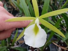 Orchid fragrant cattleya for sale  Bradenton