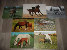 Postkarten pferd pferdekarten gebraucht kaufen  Kirchdorf