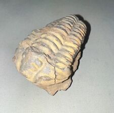 Large trilobite specimen for sale  Palm Harbor