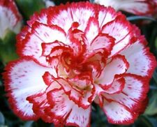 Carnation dianthus caryophyllu for sale  READING