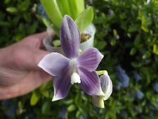 Rare phalaenopsis speciosa for sale  HALSTEAD