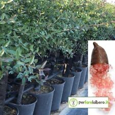 Pianta di Limone Caviale Rosso Finger Lime in vaso usato  Policoro