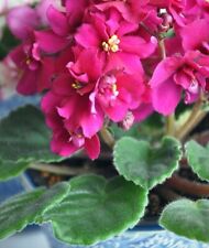 African violet tropical for sale  DAVENTRY