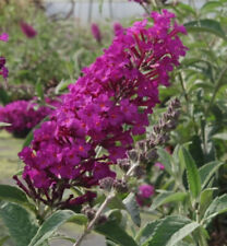 Buddleja buzz pink gebraucht kaufen  Zetel