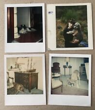 Polaroid chiens lot d'occasion  Strasbourg-