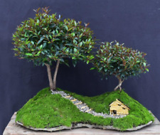 Cherry bonsai tree for sale  Patchogue