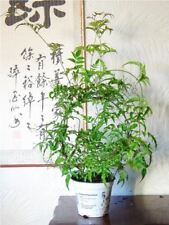 1 PROFUMO PROFUMATO GELSOMINO CLIMBER JASMINUM polyanthum giardinaggio piante in vaso usato  Spedire a Italy
