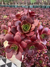 Aeonium greenovia color for sale  Ireland