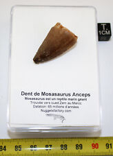 Dent mosasaurus anceps d'occasion  France