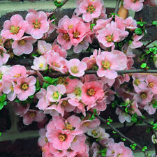 Chaenomeles madame butterfly for sale  UK
