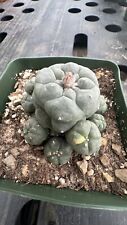 Astrophytum ariocarpus seed for sale  Jurupa Valley